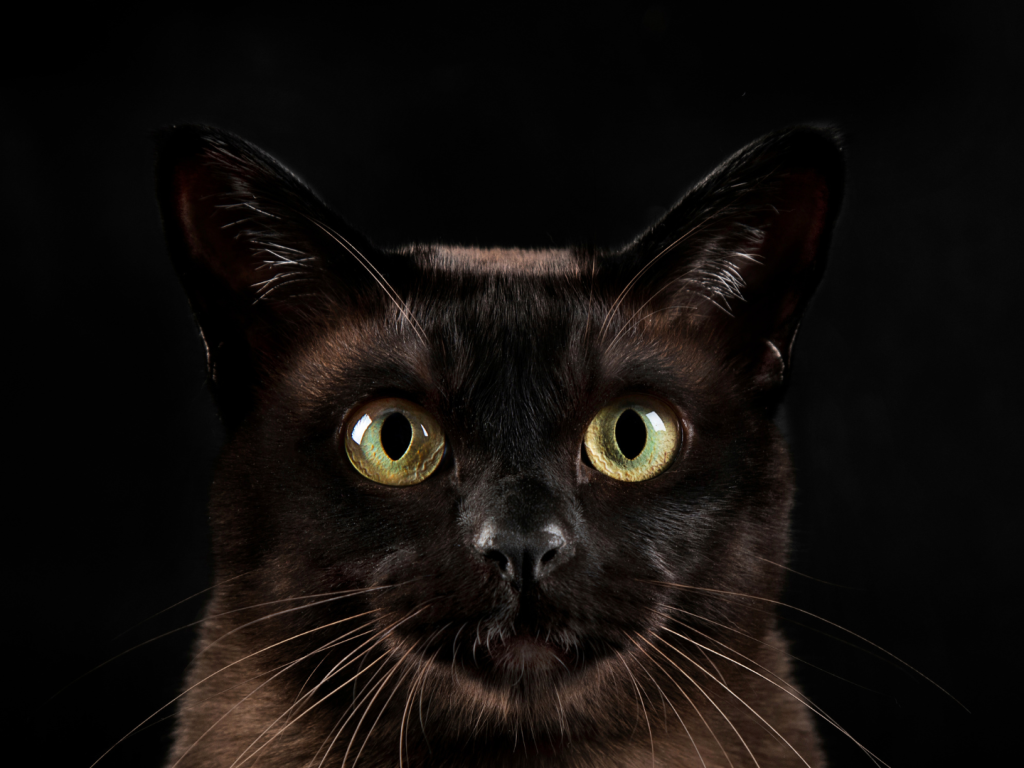 10 datos que no sabías sobre los gatos que te van a impactar