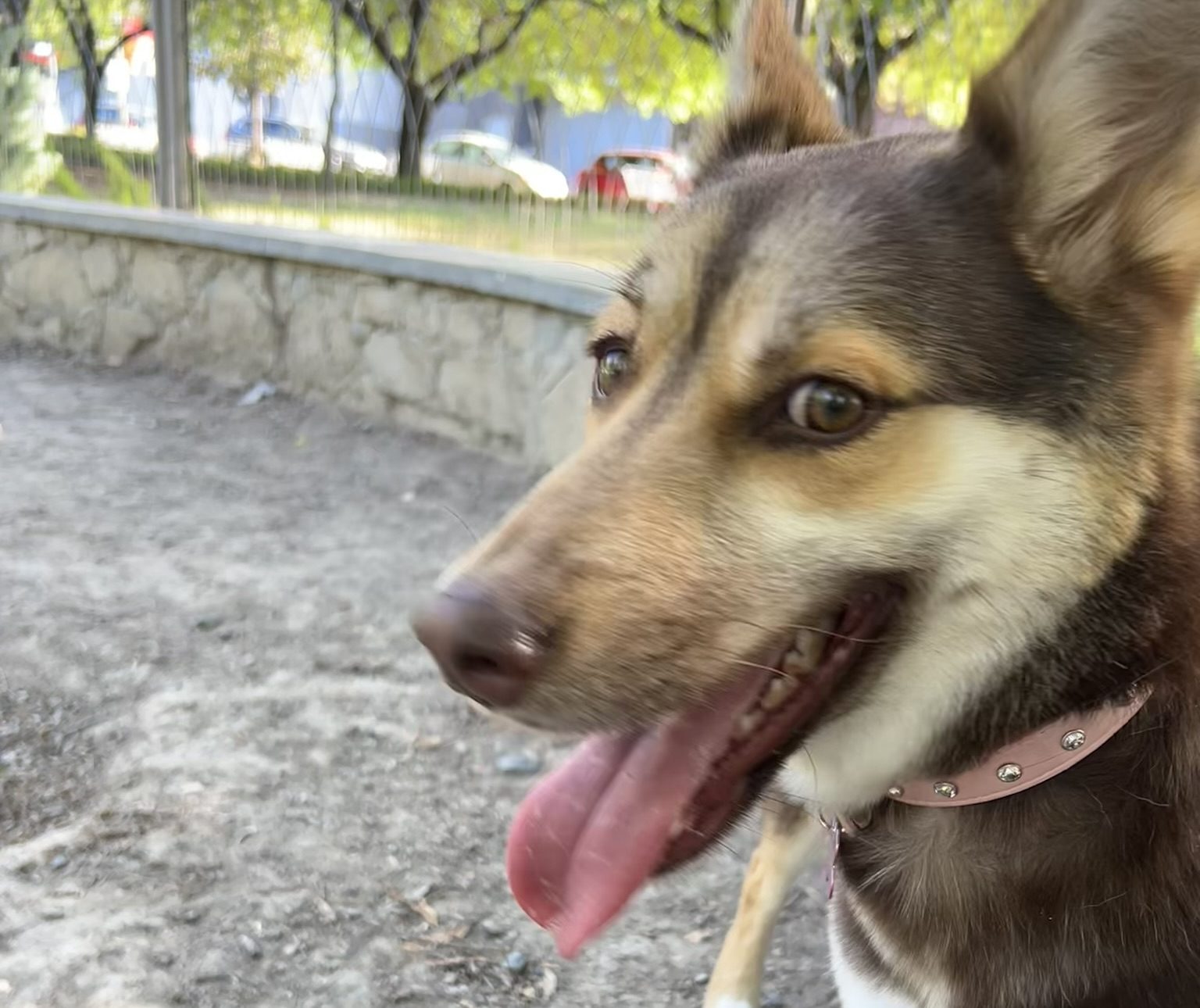 Si crees que la expresión de tu perro parece una sonrisa, es porque está sonriendo.