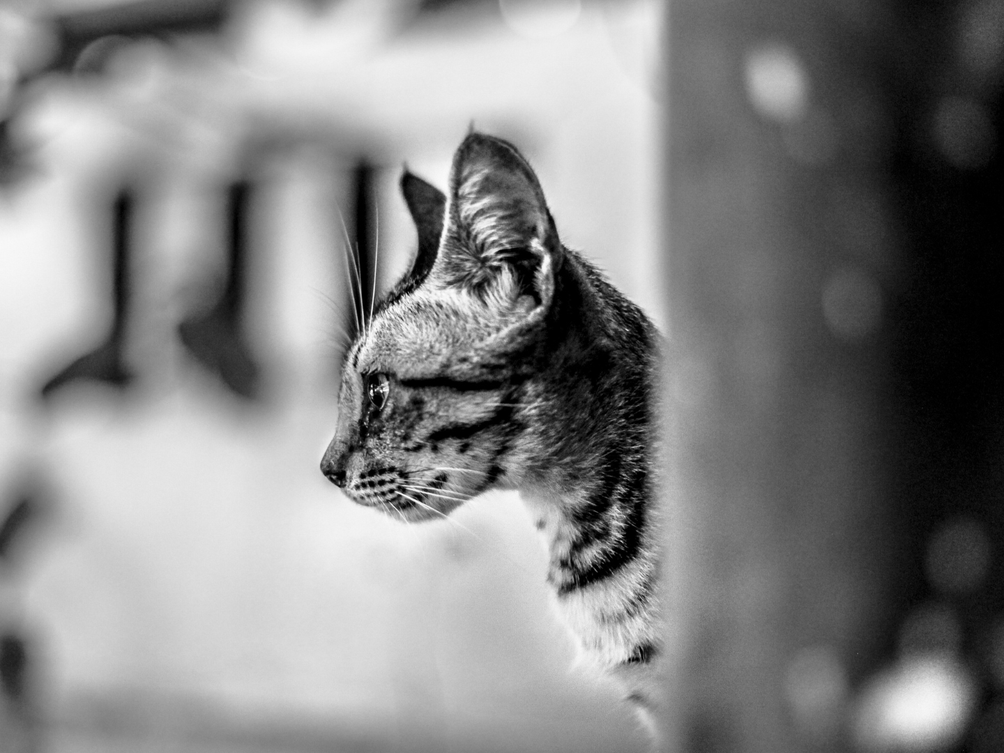 Gato pensativo