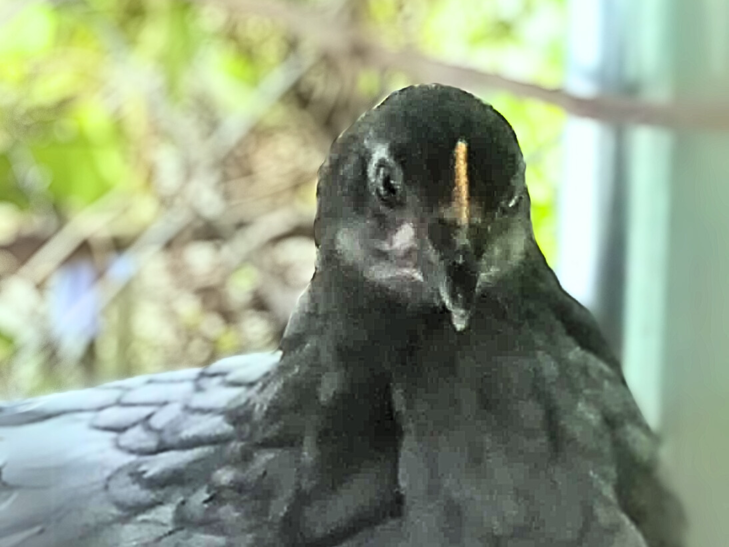 Pigeon, la gallina