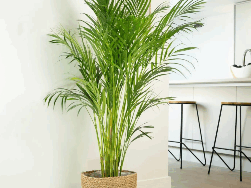 La Palmera de Bambú es una planta segura para los gatos