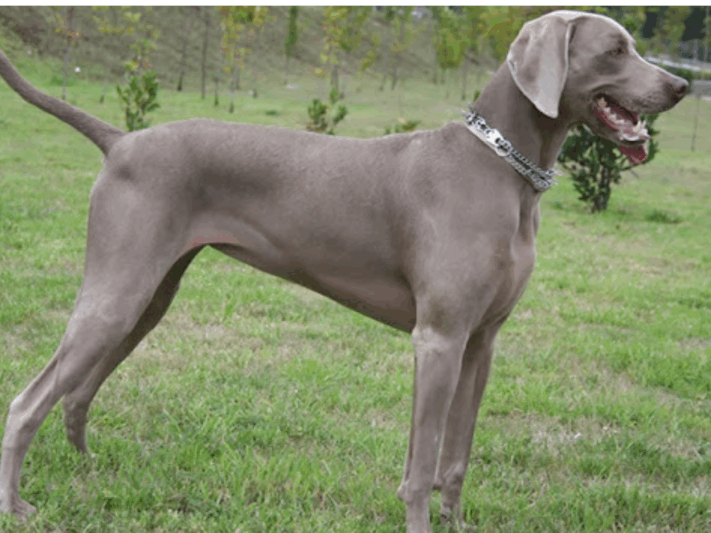 Weimaraner, una de mejores razas de perros para correr