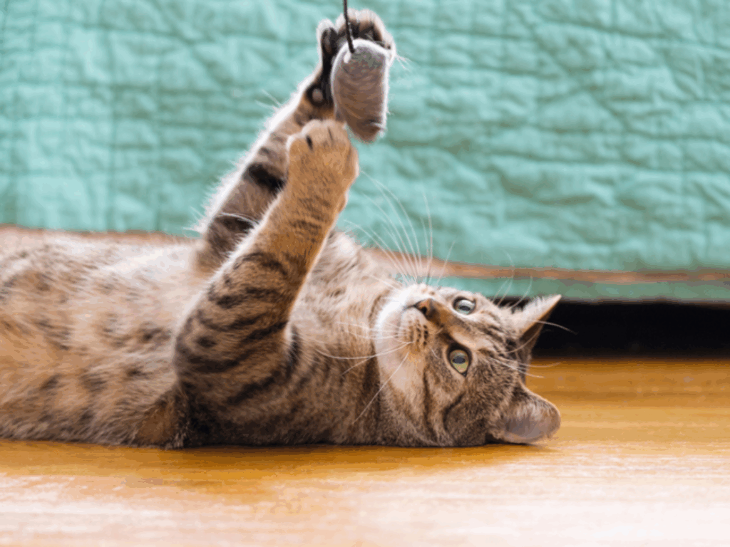 El enriquecimiento ambiental busca ofrecer a los felinos un espacio sano y divertido.