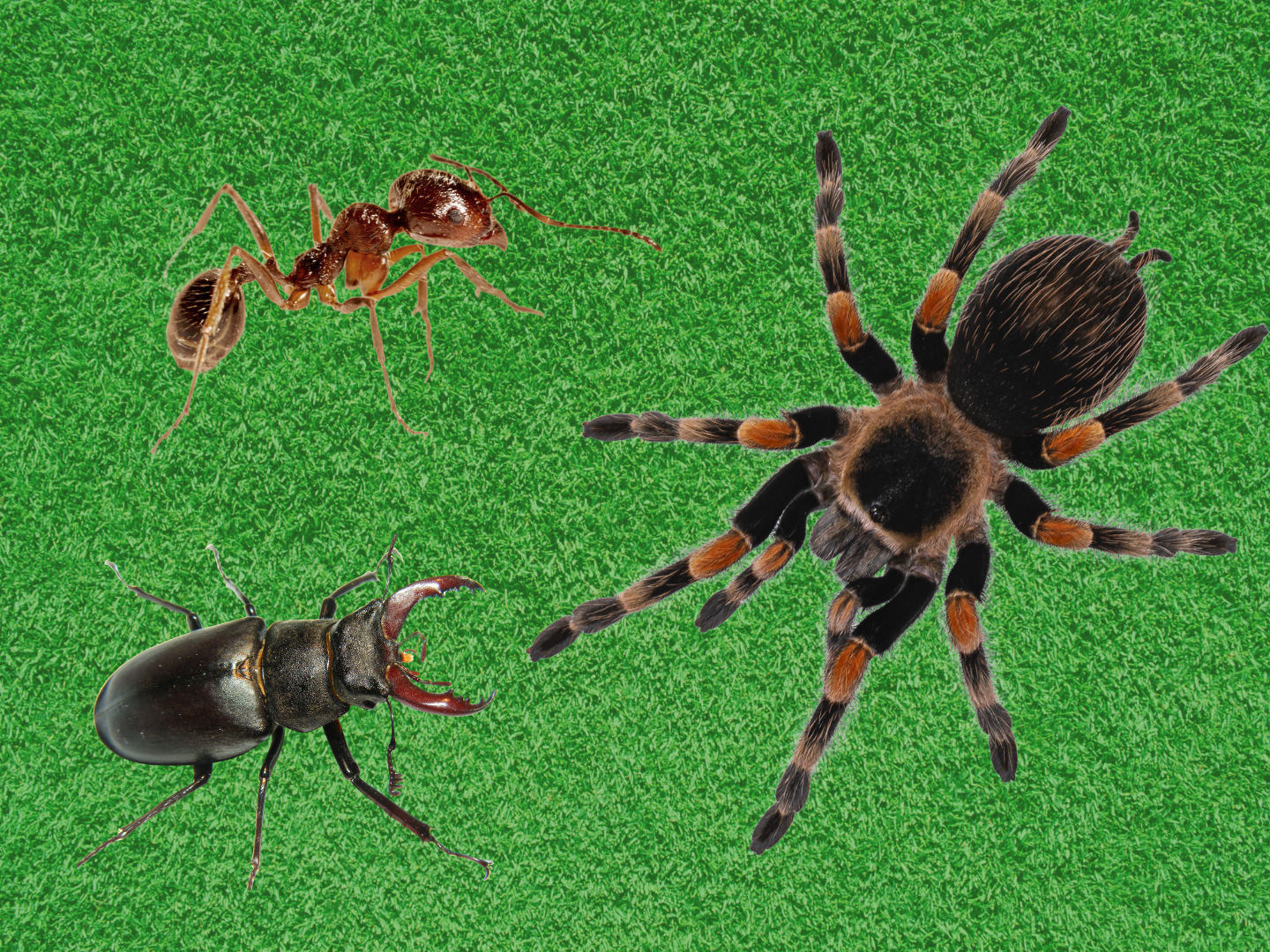 Una hormiga, una tarántula y un escárabajo sobre fondo verde